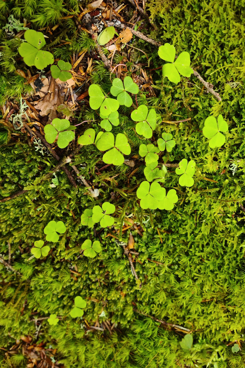 Photographie de tr&egrave;fles sur un lit de mousse dans une for&ecirc;t
